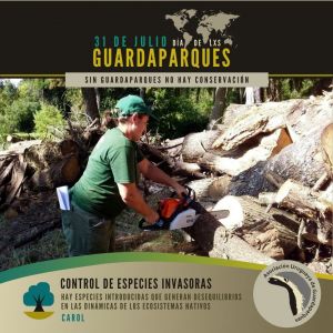  guradaparque cortando pino